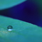 雨上がりの宝石
