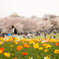 ポピーと桜並木
