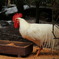 Cock-a-Doole-do