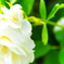 白薔薇の庭