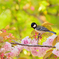 シジュウカラと八重桜  -童話の世界より-