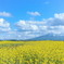 canola flower