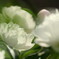 和　- 芍薬 -