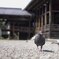 ちょっとそこまで