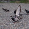鳩