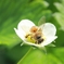イチゴの花と蜜蜂