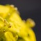 菜の花