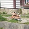 クマさん