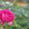 庭先の花　キングローズ