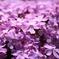 芝桜