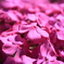 芝桜
