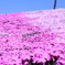 芝桜