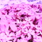 芝桜