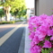 道端に咲く花　2