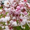 近所の桜＊