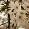 巡