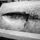 coldfish