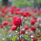 薔薇