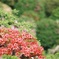 紅色