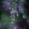 通草の花