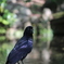 カラス