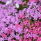 芝桜