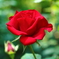 薔薇