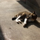 猫と影