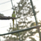 華蔵寺公園_インコ