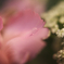レトロな花
