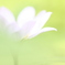 みつめられない