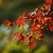 _DSC0030