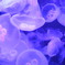 Jellyfish*