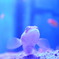 Fish*