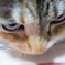 初めての愛猫