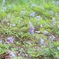 楽器みたいなお花