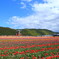 北海道上湧別チューリップ公園