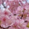 河津桜