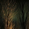 grove by night
