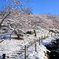 梅林の雪景色