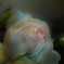 薔薇の詩人