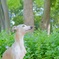 新緑にたたずむ