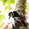アカゲラと八重桜