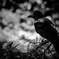 Black bird