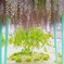 ５月の公園