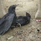 9285 カラスの場合３