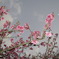 Cherry blossom　in okinawa