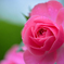薔薇たより