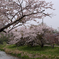 川辺の桜