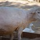 動物園にて5